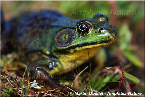 Lithobates clamitans - Grenouille verte