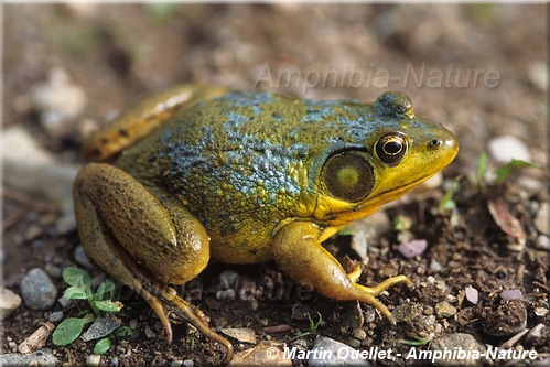 Lithobates clamitans - Grenouille verte