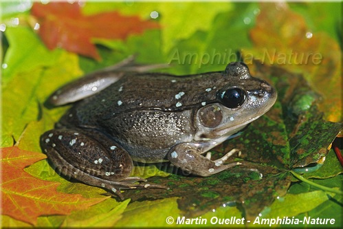 Lithobates clamitans - Grenouille verte