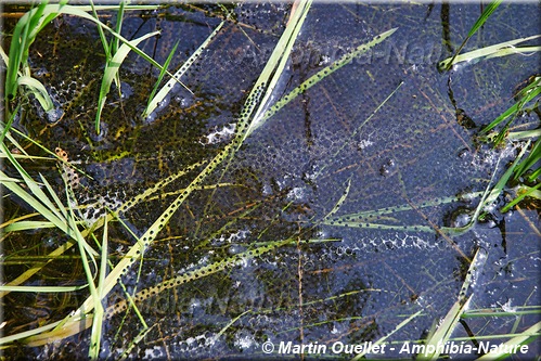 Lithobates clamitans - Grenouille verte