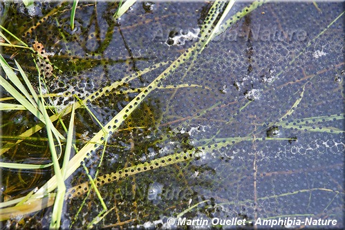 Lithobates clamitans - Grenouille verte