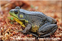 Lithobates clamitans - Grenouille verte