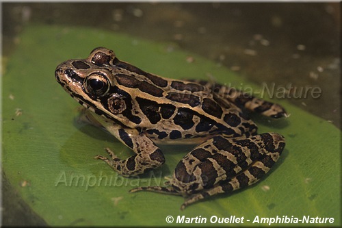 Lithobates palustris - Grenouille des marais