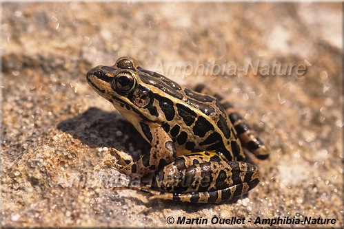 Lithobates palustris - Grenouille des marais