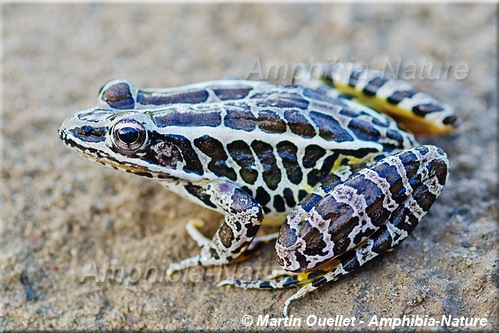 Lithobates palustris - Grenouille des marais