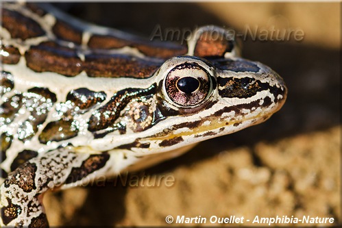 Lithobates palustris - Grenouille des marais