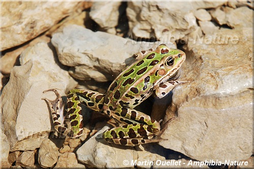 Lithobates pipiens - Grenouille léopard du Nord