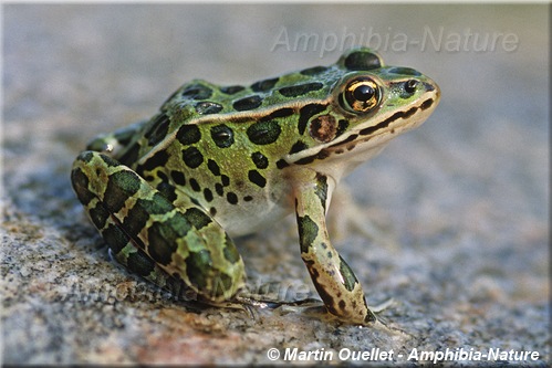 Lithobates pipiens - Grenouille léopard du Nord