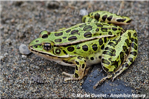 Lithobates pipiens - Grenouille léopard du Nord