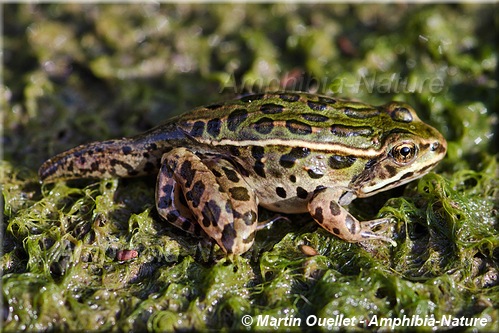 Lithobates pipiens - Grenouille léopard du Nord