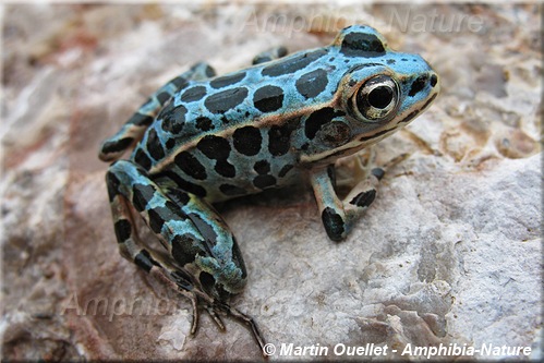 Lithobates pipiens - Grenouille léopard du Nord
