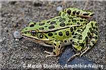 Lithobates pipiens - Grenouille léopard du Nord