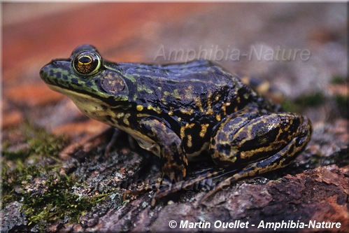 Lithobates septentrionalis - Grenouille du Nord