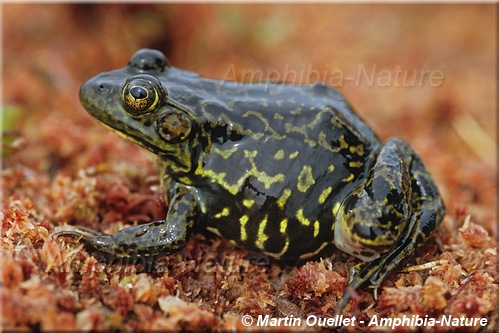 Lithobates septentrionalis - Grenouille du Nord