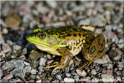 Lithobates septentrionalis - Grenouille du Nord