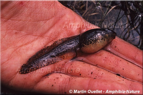 Lithobates septentrionalis - Grenouille du Nord