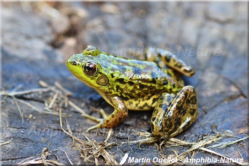 Lithobates septentrionalis - Grenouille du Nord