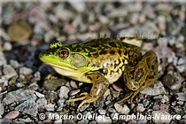 Lithobates septentrionalis - Grenouille du Nord