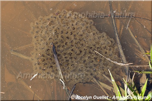 Lithobates sylvaticus - Grenouille des bois