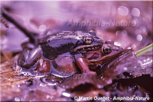 Lithobates sylvaticus - Grenouille des bois