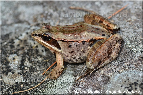Lithobates sylvaticus - Grenouille des bois