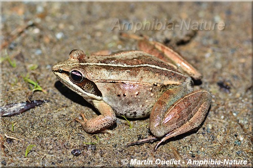 Lithobates sylvaticus - Grenouille des bois
