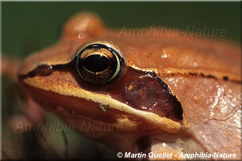 Lithobates sylvaticus - Grenouille des bois