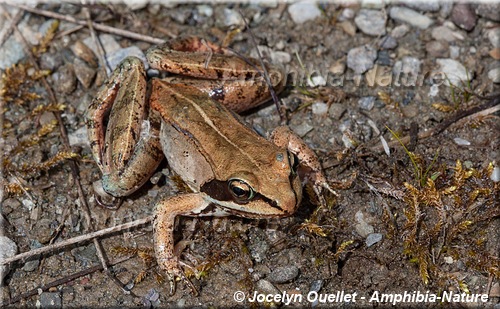 Lithobates sylvaticus - Grenouille des bois