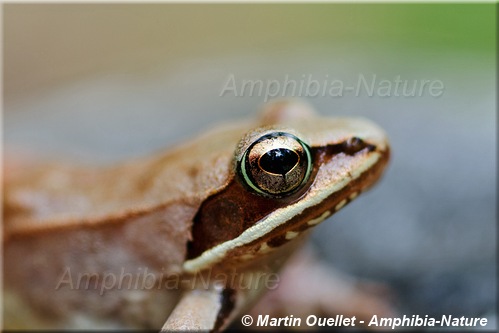 Lithobates sylvaticus - Grenouille des bois