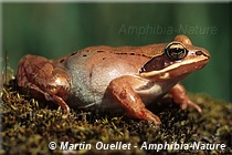 Lithobates sylvaticus - Grenouille des bois