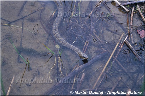 Nerodia sipedon sipedon - Couleuvre d'eau du Nord