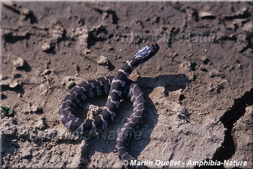 Nerodia sipedon sipedon - Couleuvre d'eau du Nord