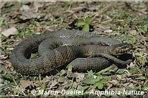 Nerodia sipedon sipedon - Couleuvre d'eau du Nord