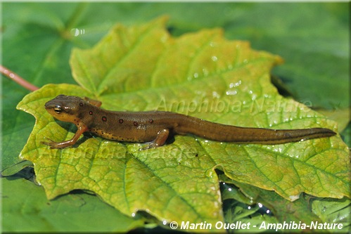 Notophthalmus viridescens viridescens - Triton vert