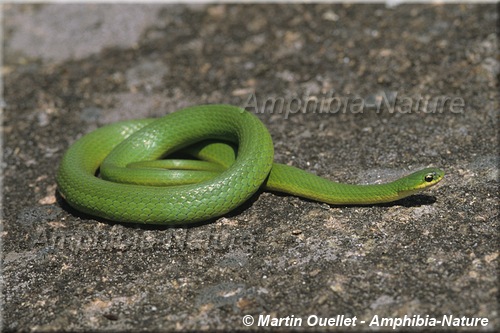 Opheodrys vernalis - Couleuvre verte lisse