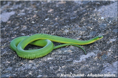 Opheodrys vernalis - Couleuvre verte lisse