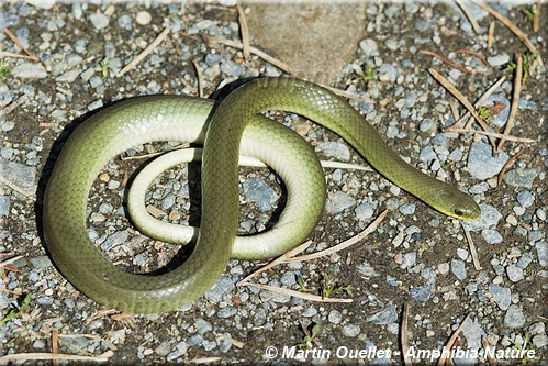 Opheodrys vernalis - Couleuvre verte lisse