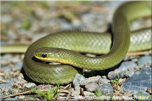 Opheodrys vernalis - Couleuvre verte lisse