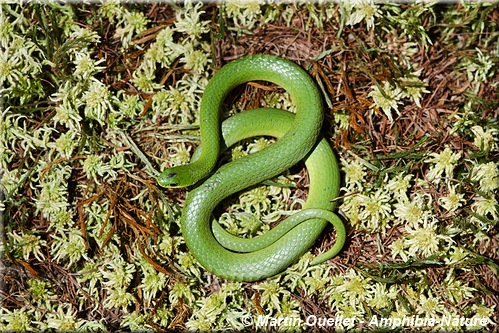 Opheodrys vernalis - Couleuvre verte lisse