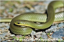 Opheodrys vernalis - Couleuvre verte lisse