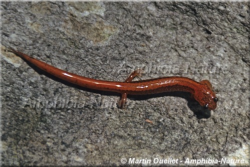 Plethodon cinereus - Salamandre cendrée