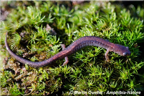 Plethodon cinereus - Salamandre cendrée