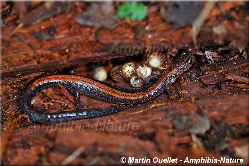 Plethodon cinereus - Salamandre cendrée