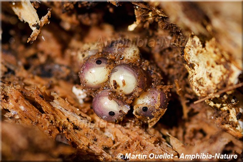 Plethodon cinereus - Salamandre cendrée