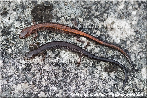Plethodon cinereus - Salamandre cendrée