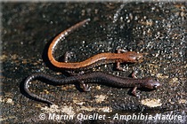 Plethodon cinereus - Salamandre cendrée