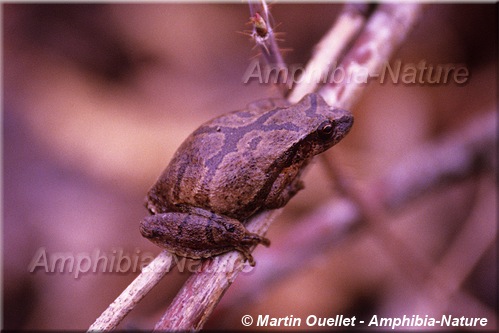 Pseudacris crucifer - Rainette crucifère