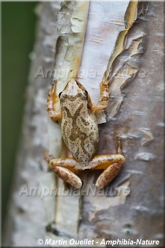 Pseudacris crucifer - Rainette crucifère