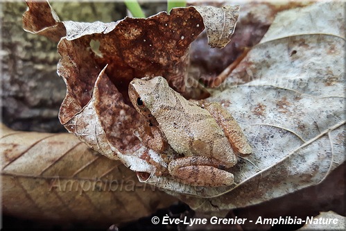 Pseudacris crucifer - Rainette crucifère