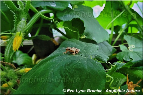 Pseudacris crucifer - Rainette crucifère